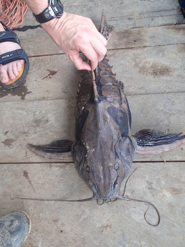 giant Raphael catfish