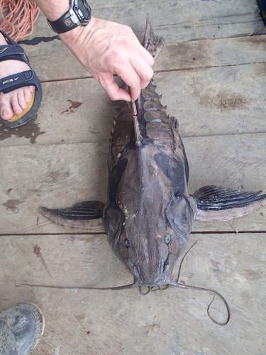 Megalodoras uranoscopus