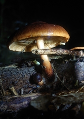 Pholiota multicingulata