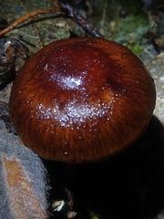 Pholiota multicingulata