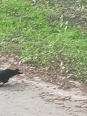 Corvus monedula