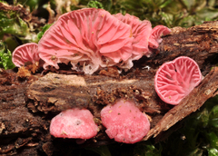 Cheimonophyllum roseum