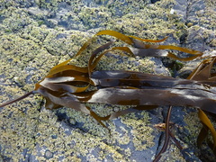 Laminaria digitata