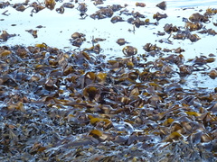 Laminaria digitata