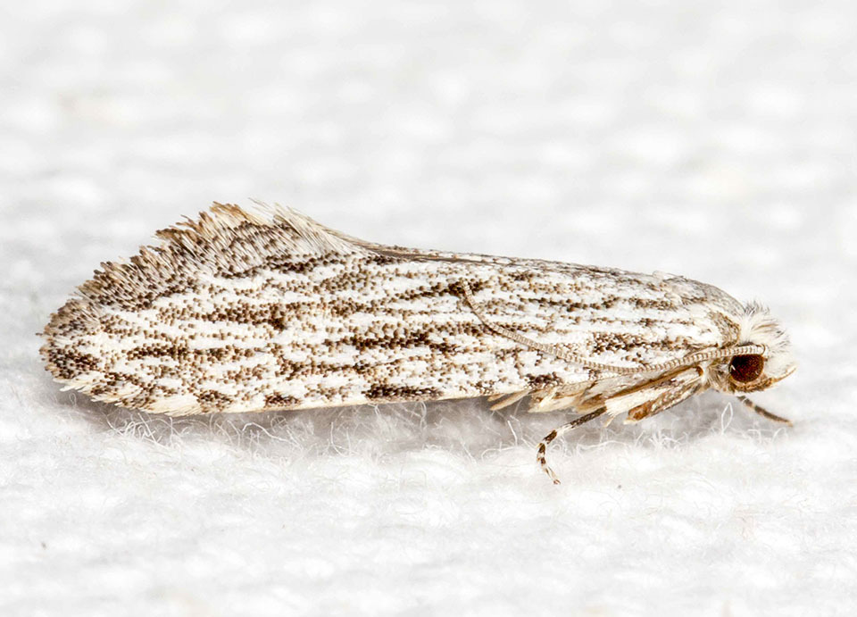 Many-lined Nemapogon