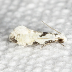 Nemapogon tylodes