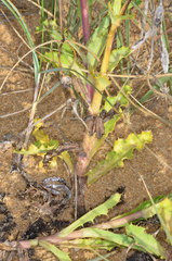 Sonchus megalocarpus