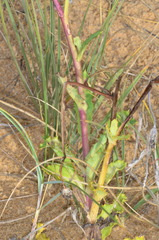 Sonchus megalocarpus