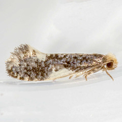 Monopis spilotella