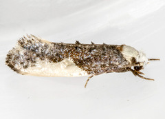 Monopis monachella