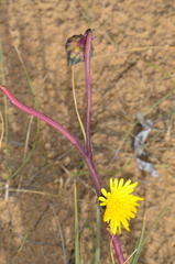 Sonchus megalocarpus
