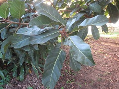 Ficus lutea