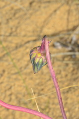 Sonchus megalocarpus