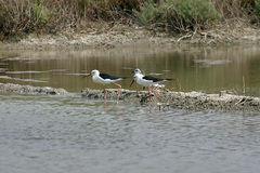 Himantopus himantopus