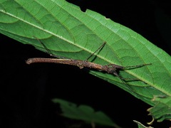 Neoclides