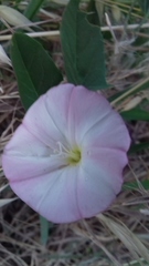 Convolvulus arvensis