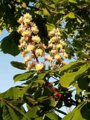 Aesculus hippocastanum
