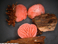 Cheimonophyllum roseum