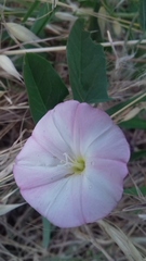 Convolvulus arvensis