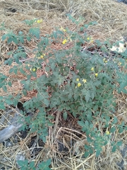 Solanum lycopersicum cerasiforme