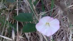 Convolvulus arvensis