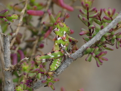 Dericorys carthagonovae