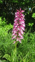 Orchis × hybrida