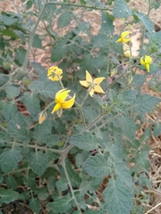 Solanum lycopersicum cerasiforme