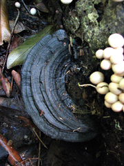 Nigrofomes melanoporus