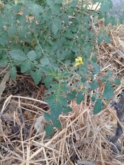 Solanum lycopersicum cerasiforme