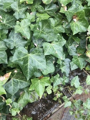 Hedera helix