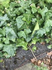 Hedera helix