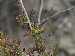 Dericorys carthagonovae