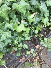 Hedera helix
