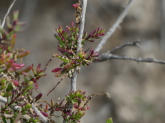 Dericorys carthagonovae