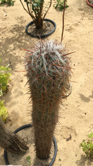 Oreocereus trollii