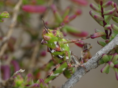 Dericorys carthagonovae