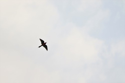 Rosy Bee-eater