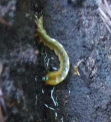 Rhyacophiloidea