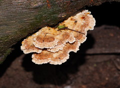 Postia punctata