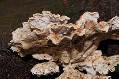 Postia punctata