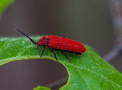 Dictyoptera