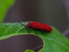 Dictyoptera