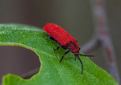 Dictyoptera