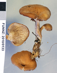 Lentinellus crawfordiae