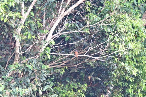 Red-tailed Ant-Thrush
