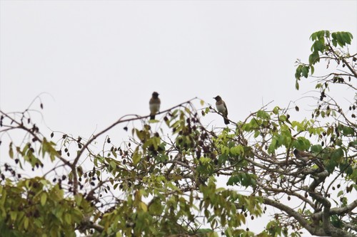 Northern Dark-capped Bulbul