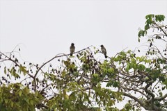 Pycnonotus barbatus tricolor