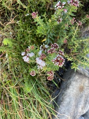 Agathosma lanceolata