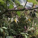 Solanum tenuispinum - Photo (c) Oscar Johnson, some rights reserved (CC BY-NC-ND), uploaded by Oscar Johnson